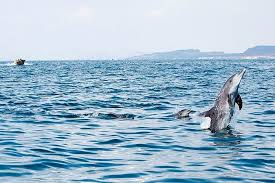 flybaman-hengam01 flybaman-hengam01